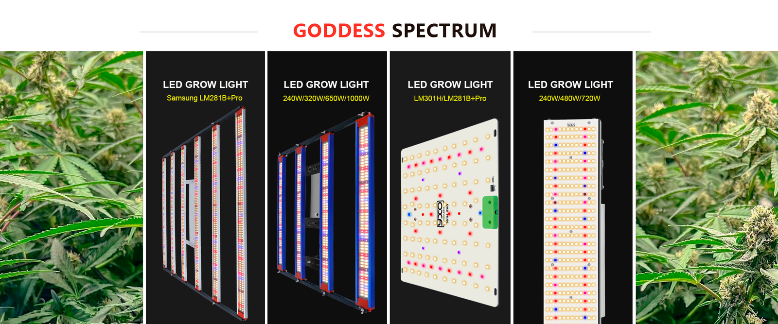 home - Yxo Leds